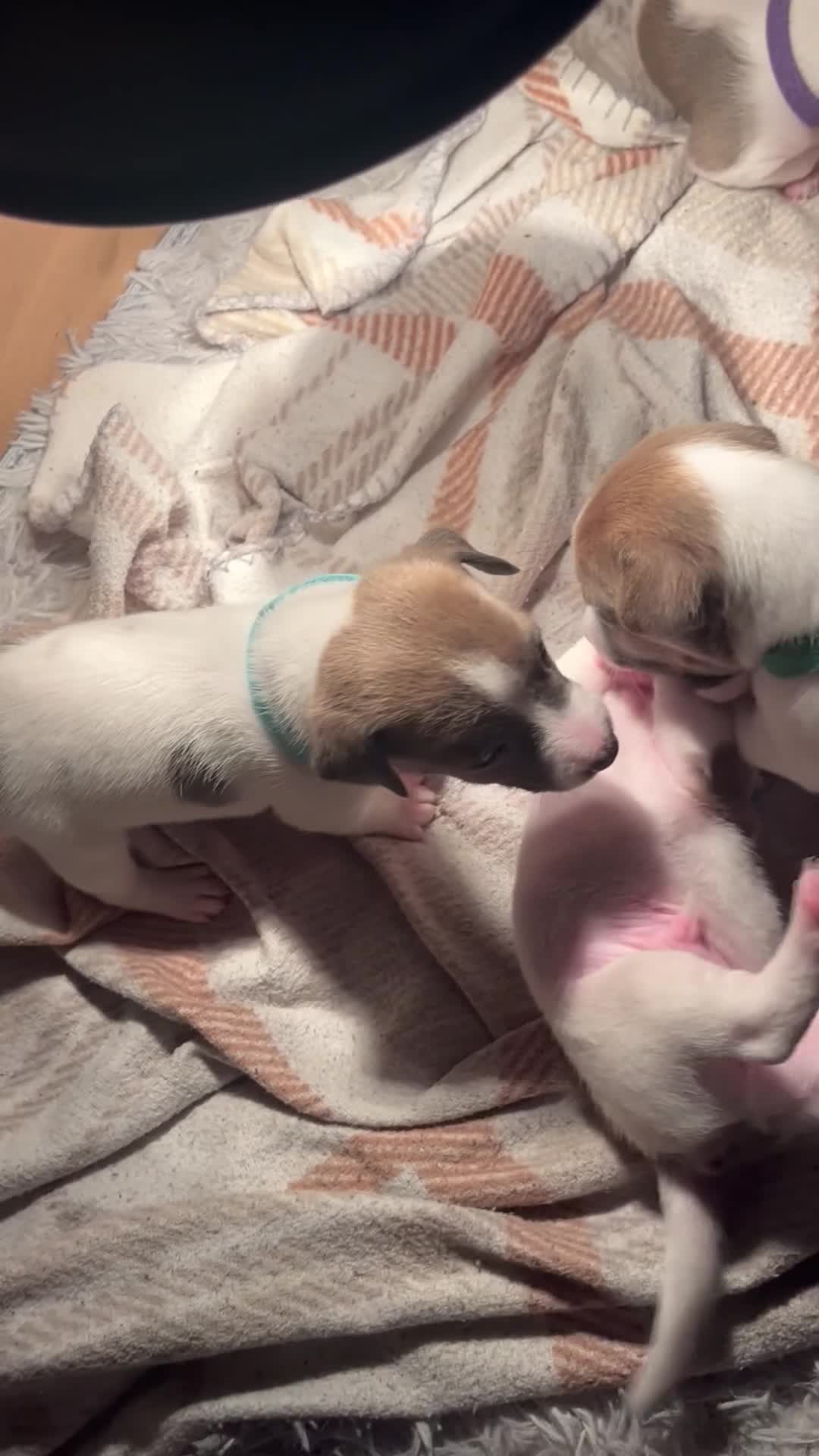 Jack Russell dogs for sale: 4 left!!! Blue/red tri JR puppies  - Video 2