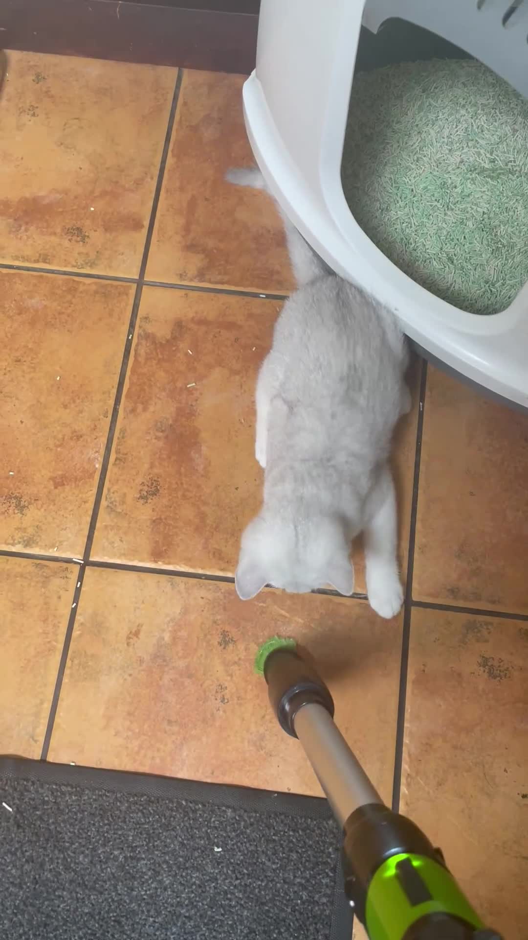 British Shorthair cats for sale: BSH Silver/Black Tipped Boys GCCF Registered  - Video 4