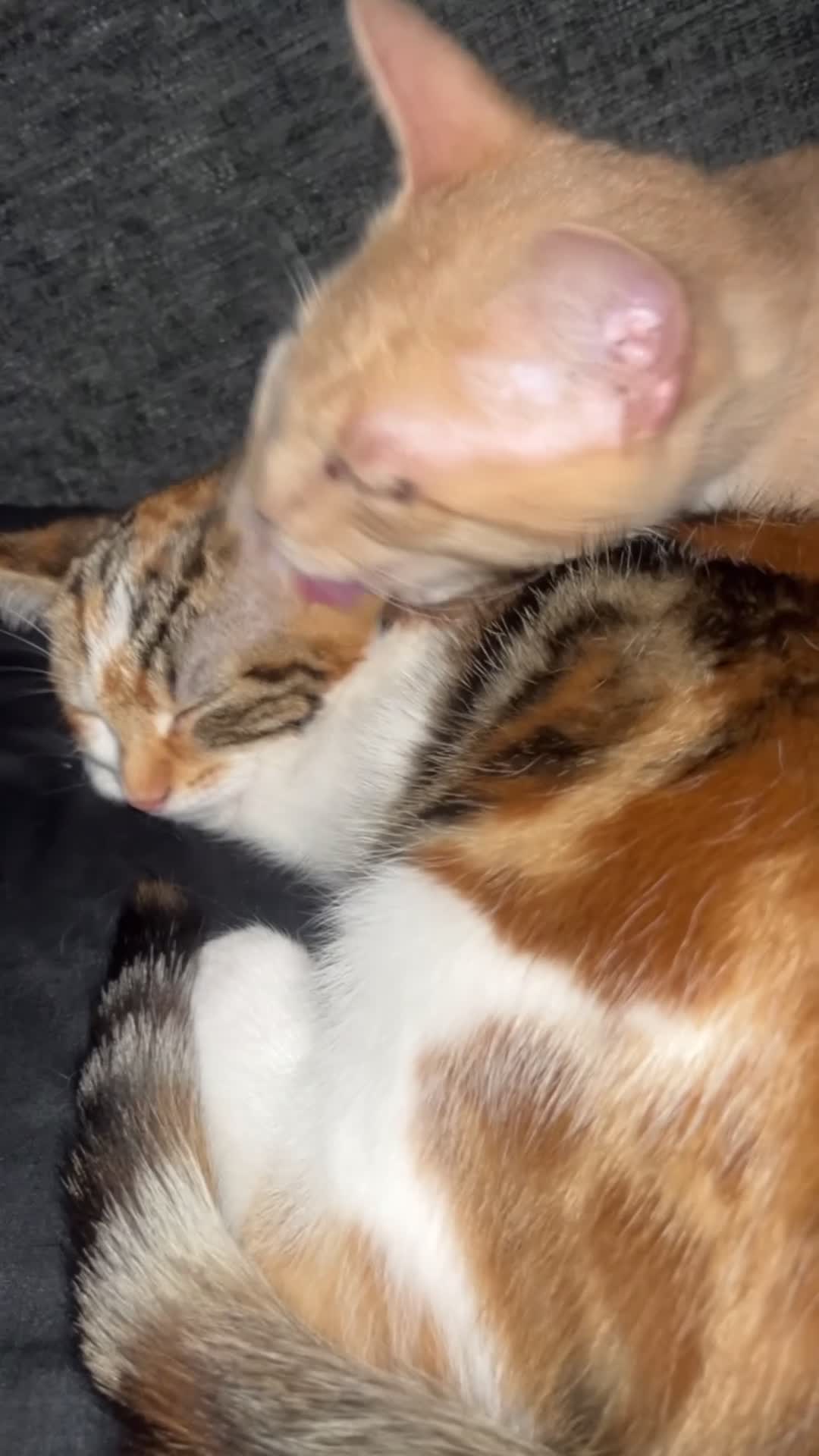 Mixed Breed cats for sale: CALICO GIRL KITTEN  - Video 3