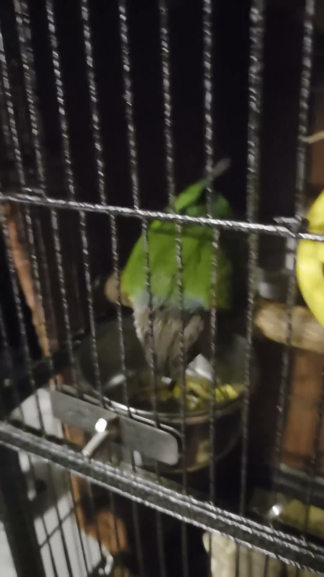 Conures birds for sale: Conure  in Leicester - Video 2