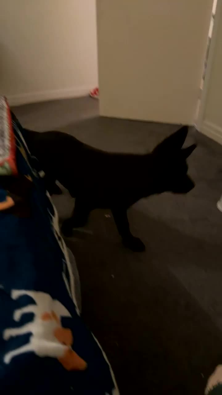 German Shepherd dogs for sale: Female German shepherd puppies  - Video 1