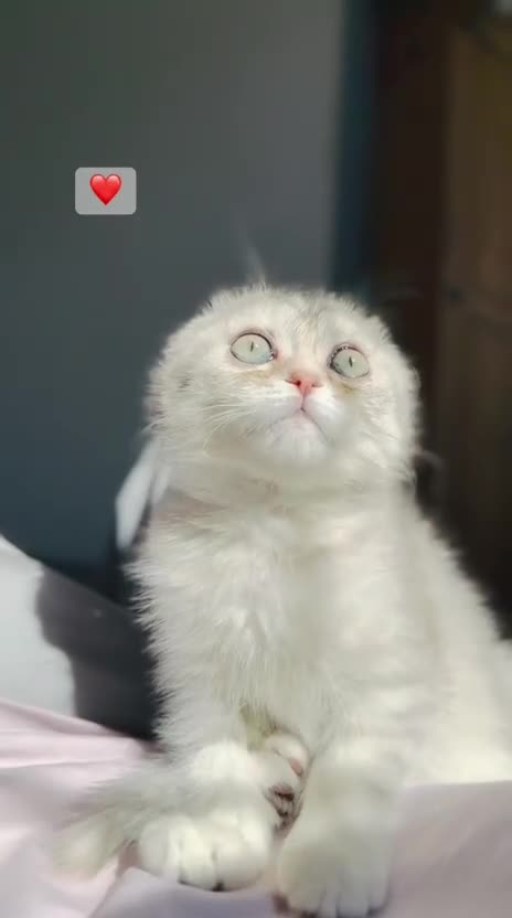British Shorthair cats for sale: Beautiful British Shorthair & Scottish Fold in Clacton-on-Sea - Video 1