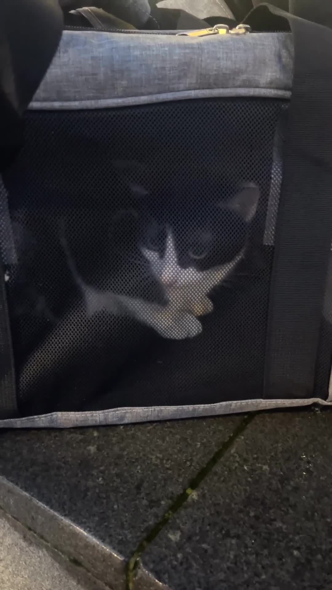 Domestic Shorthair cats for sale: Tuxedo cat male looking for a loving home. - Video 2