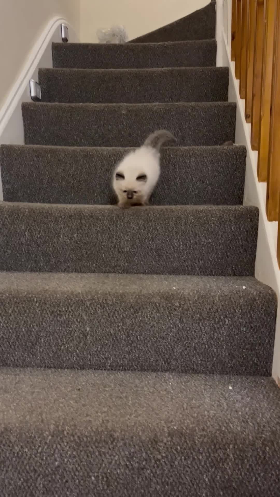 Ragdoll cats for sale:  Beautiful Pure Ragdoll kittens  - Video 4