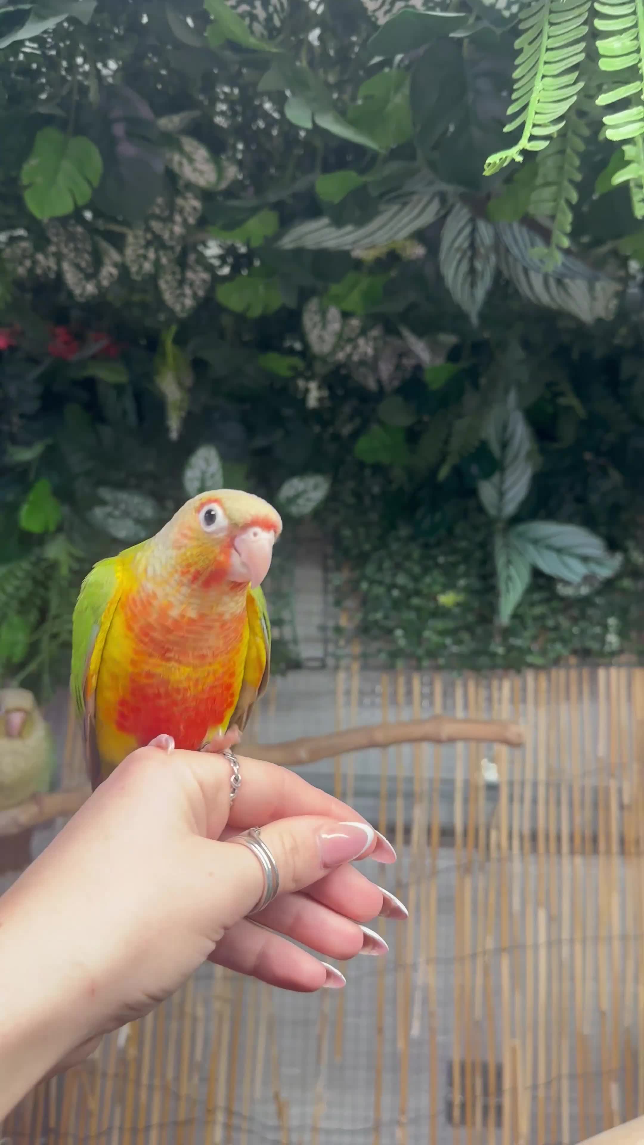 Conures birds for sale: Hand reared Green cheek conures  - Video 1