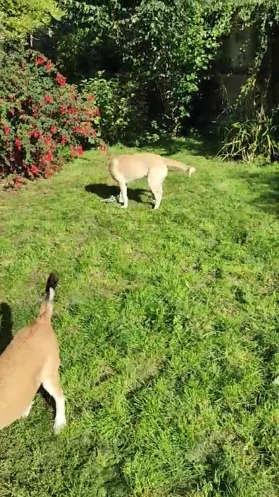 Labrador Retriever dogs for adoption: Lab cross rescue Troy for adoption  - Video 3