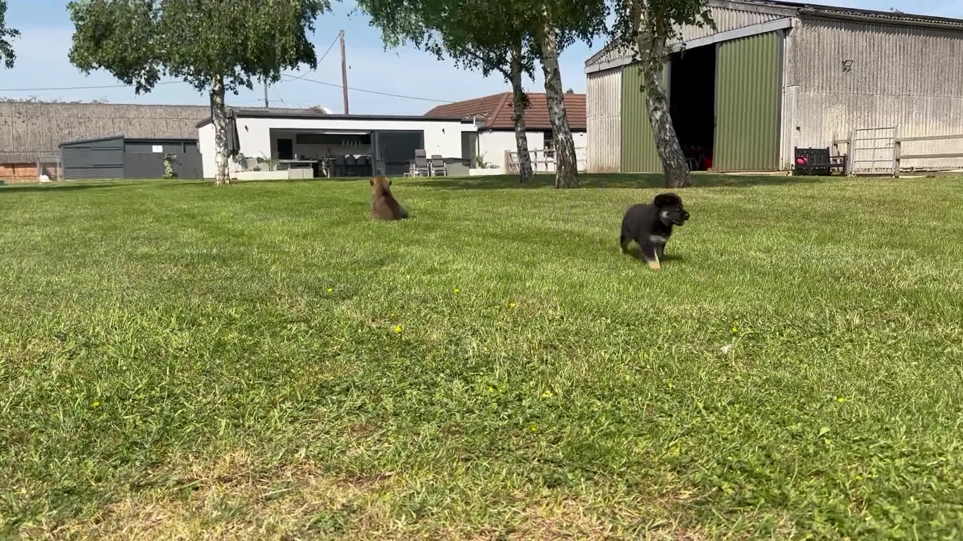 German Shepherd dogs for sale: Stunning KC Registered German Shepherd Puppies   - Video 1
