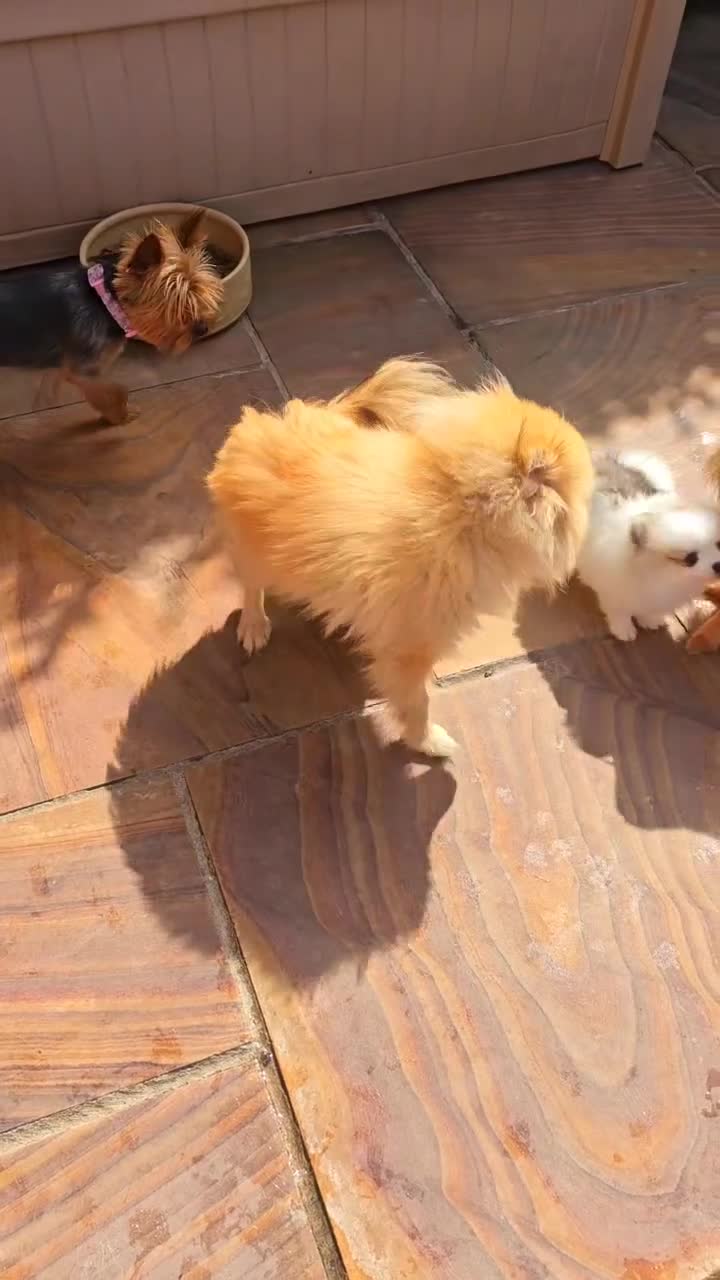 Pomeranian dogs for sale: Waaaaw #SUPERB #POMERANIAN's - Video 4