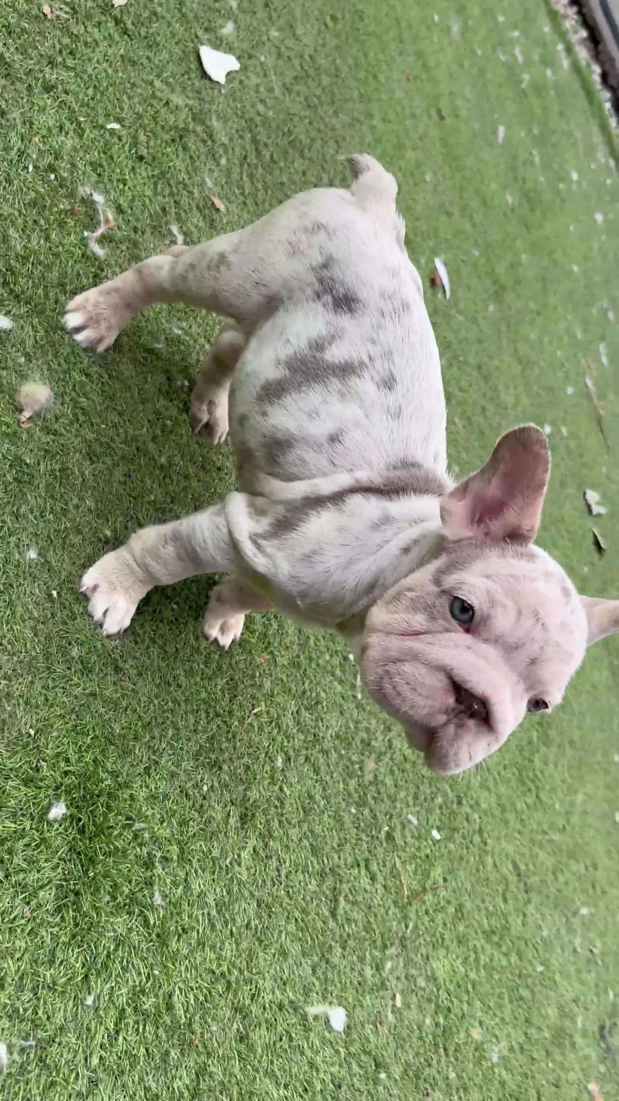 French Bulldog dogs for sale: Isabella&tan Merle carrying fluffy maybe pink - Video 1
