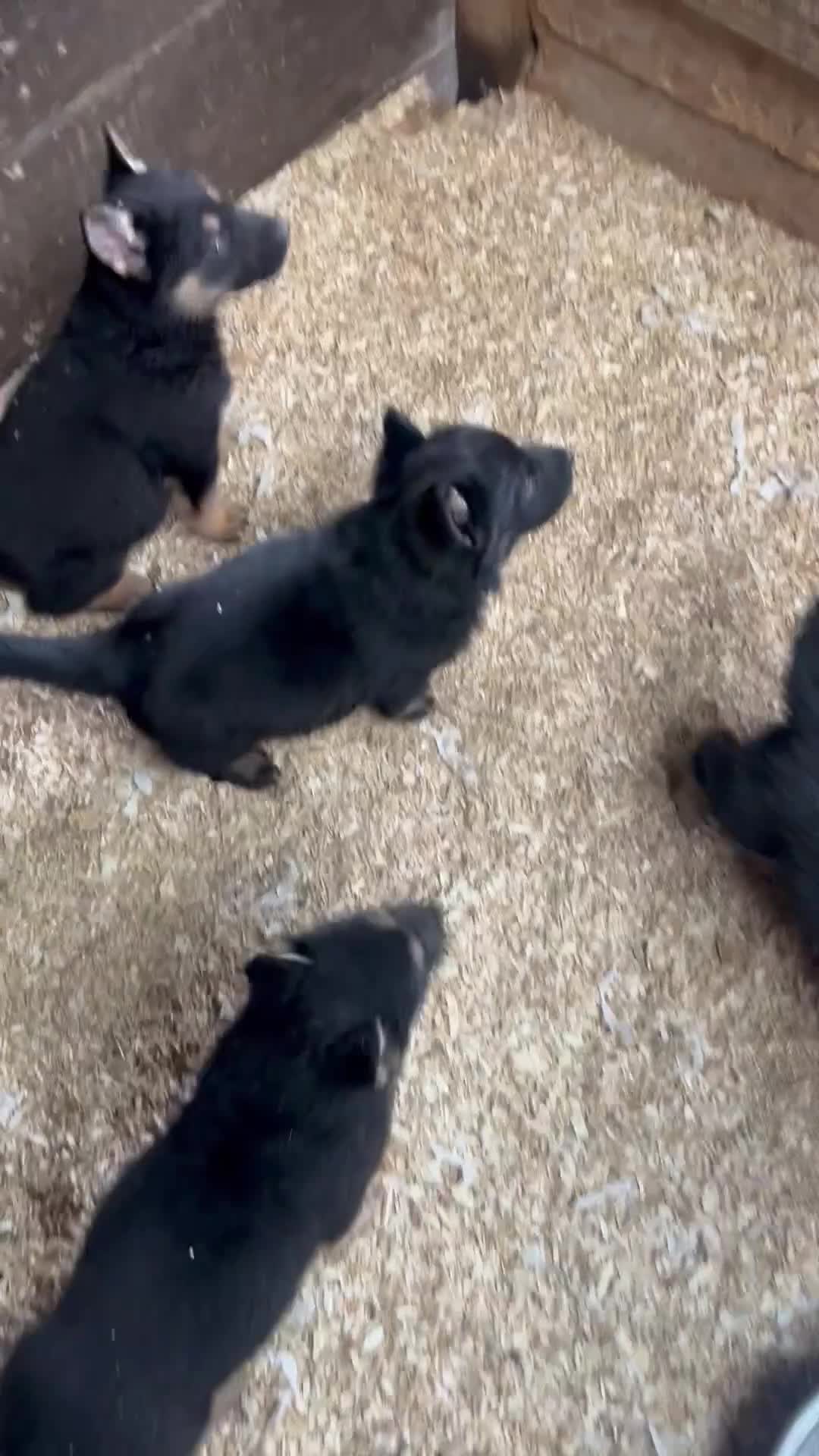 German Shepherd dogs for sale: Stunning Black and Tan German Shepard puppies - Video 1