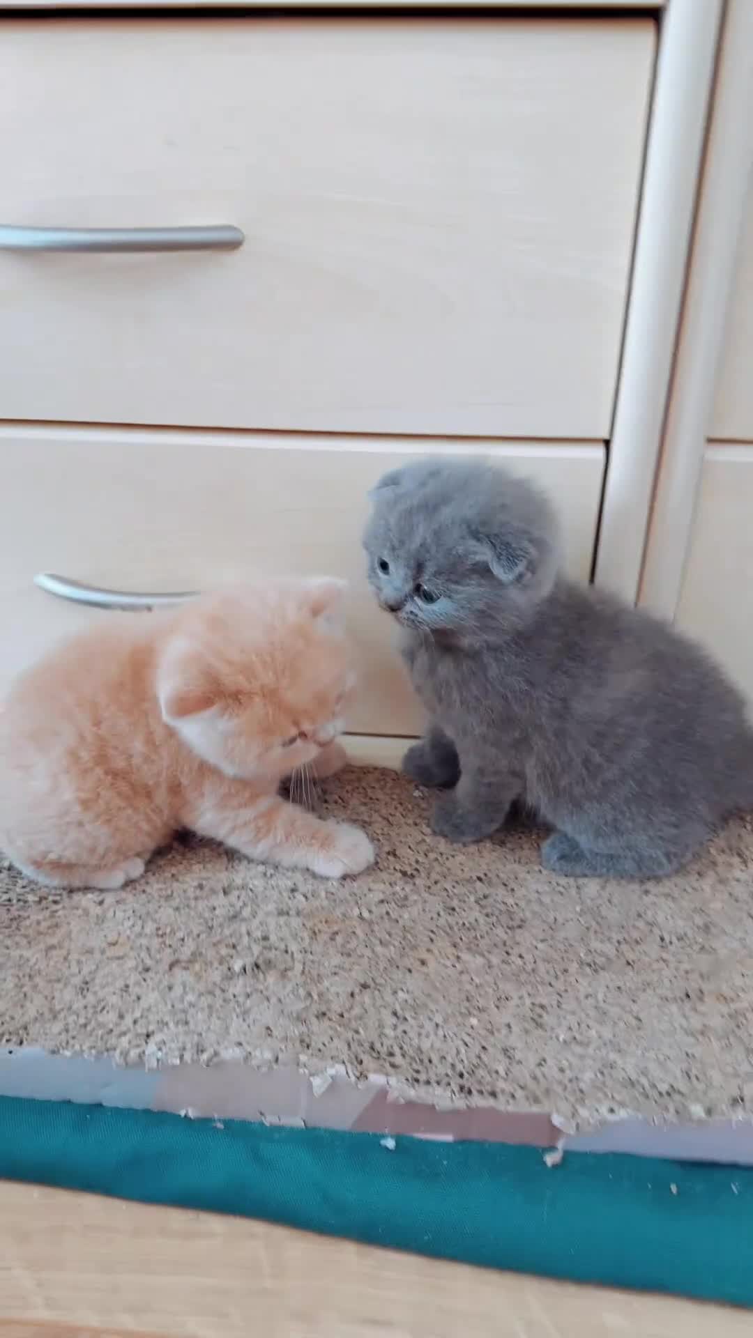 Scottish Fold cats for sale: Adorable 2 Scottish Fold and 1 Scottish straight  - Video 1
