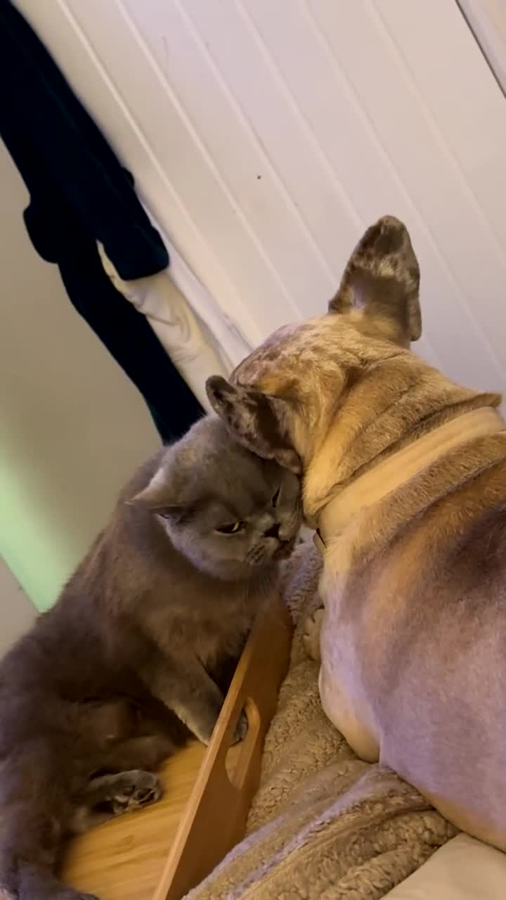 British Shorthair cats for sale: Beautiful British shorthair female - Video 1