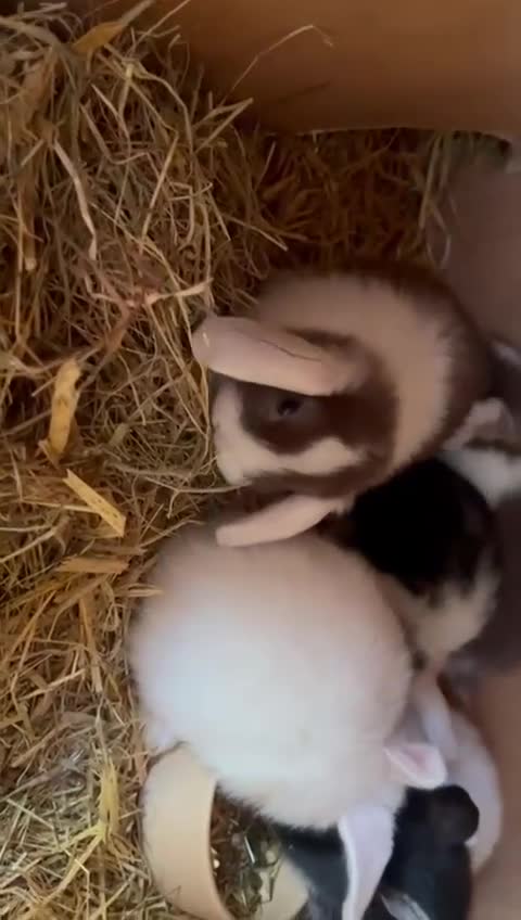 Mini Lop rabbits for sale: Beautiful mini lop bunnies  - Video 1