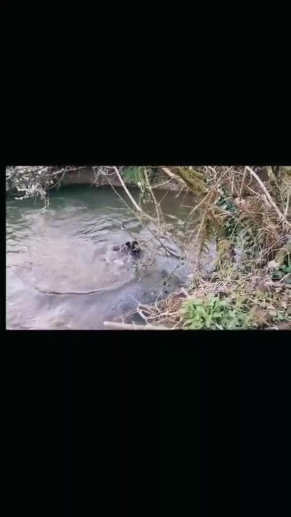 German Shorthaired Pointer dogs for sale: Bronson  - Video 3