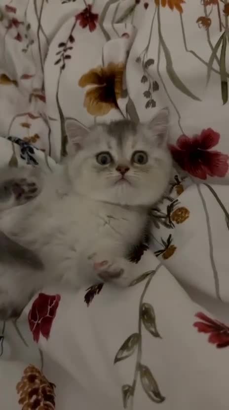 Mixed Breed cats for sale: Persian x  - Video 1