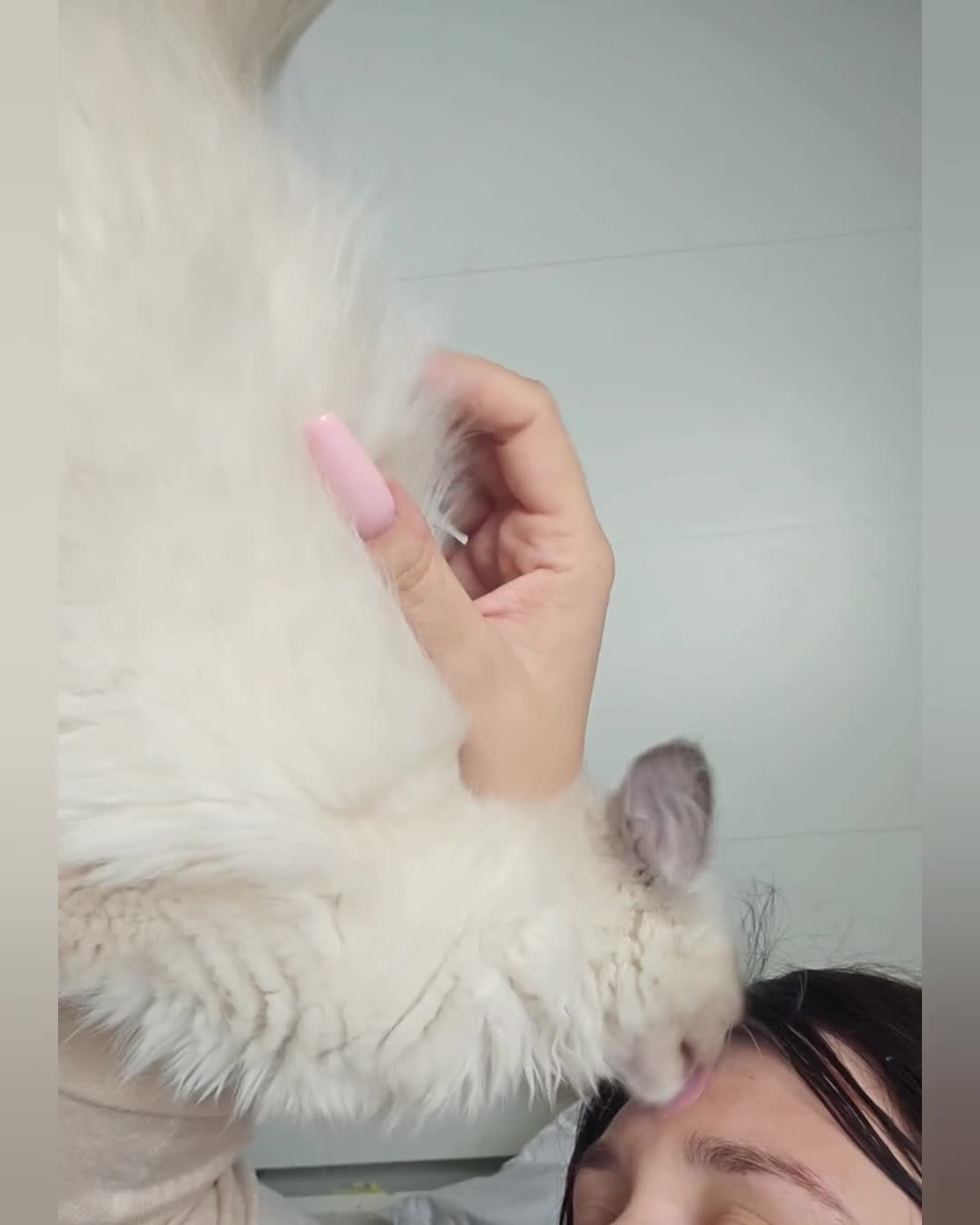 Ragdoll cats for sale: Ragdoll boy male bluepoint - Video 1