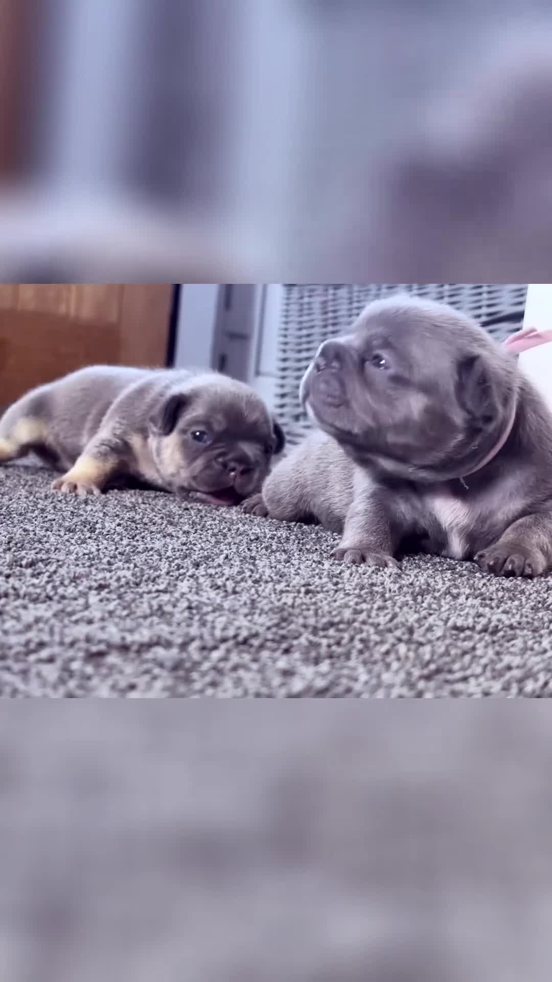French Bulldog dogs for sale: 🐾 Outstanding litter of 6 🐾 - Video 2