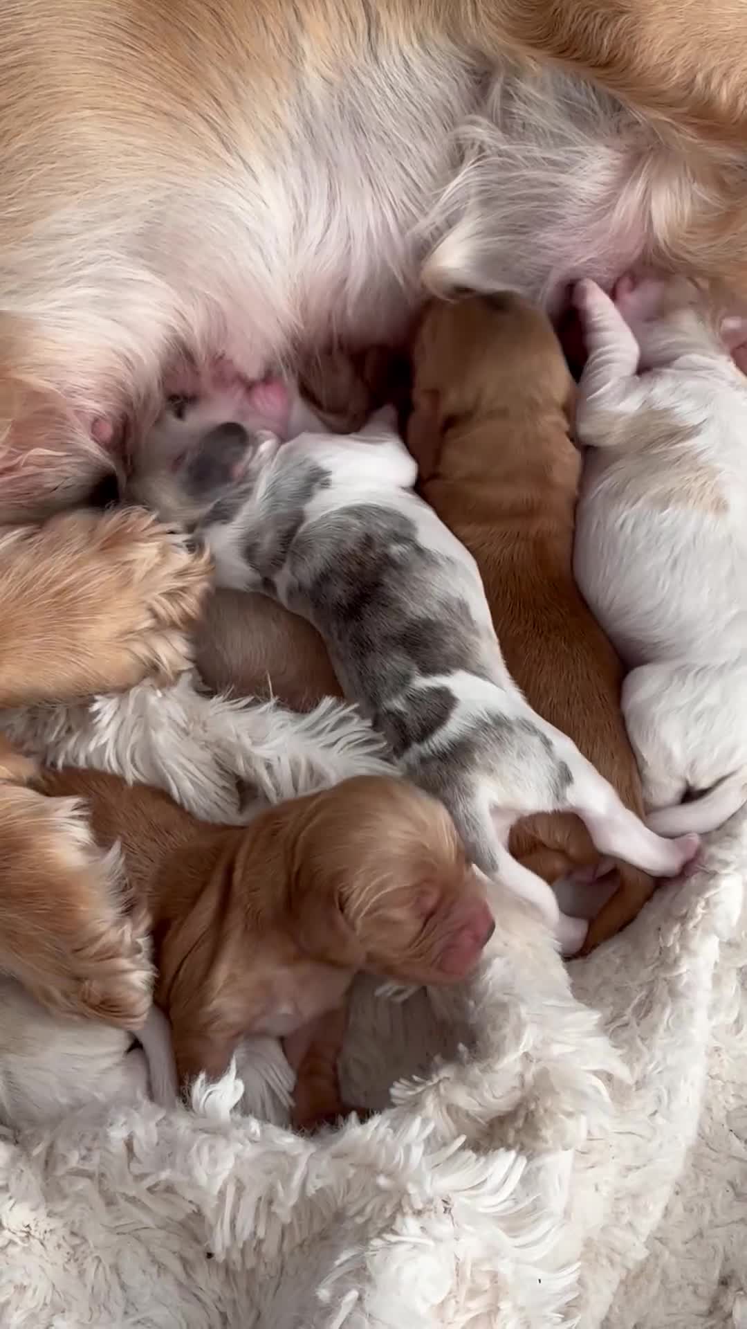 Cocker Spaniel dogs for sale: Beautiful ShowType Cocker Spaniels - Video 1