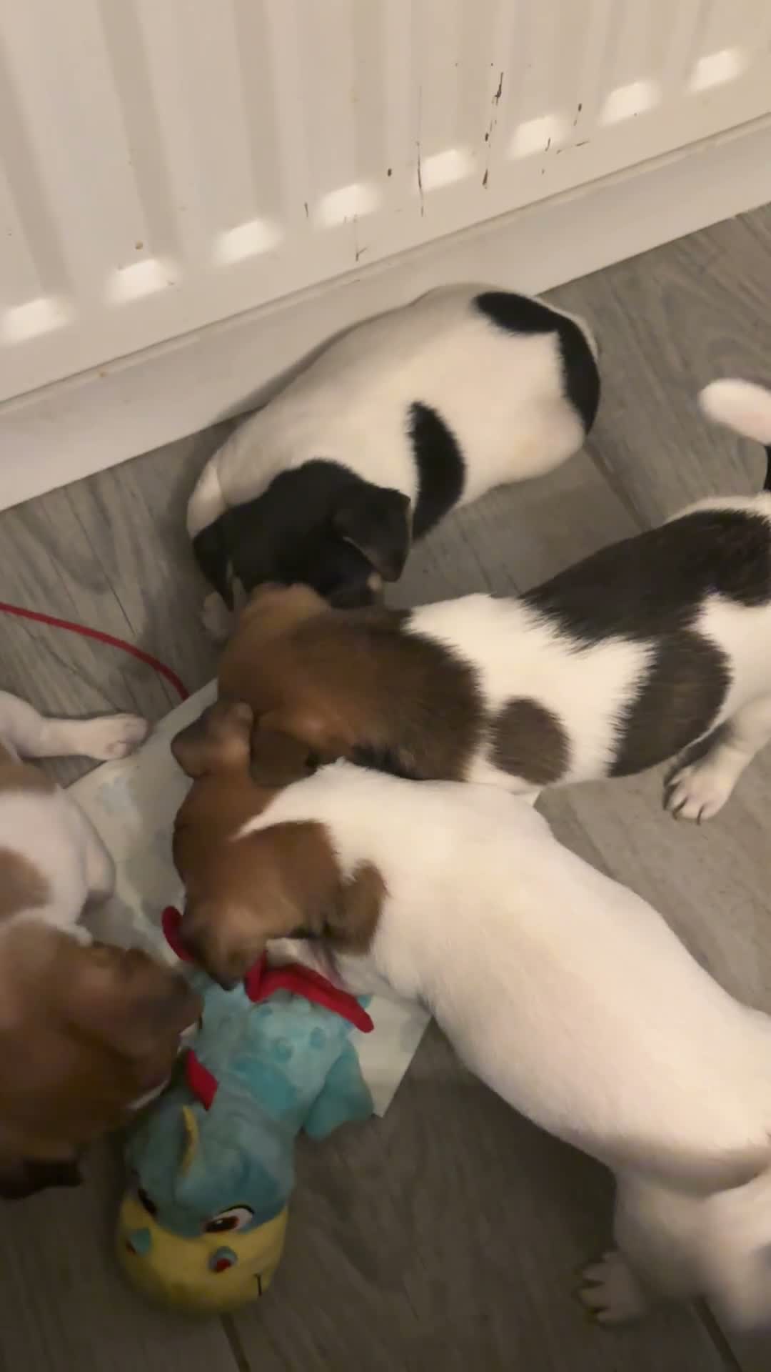 Jack Russell dogs for sale: Beautiful Pure bred Jack Russells - Video 1