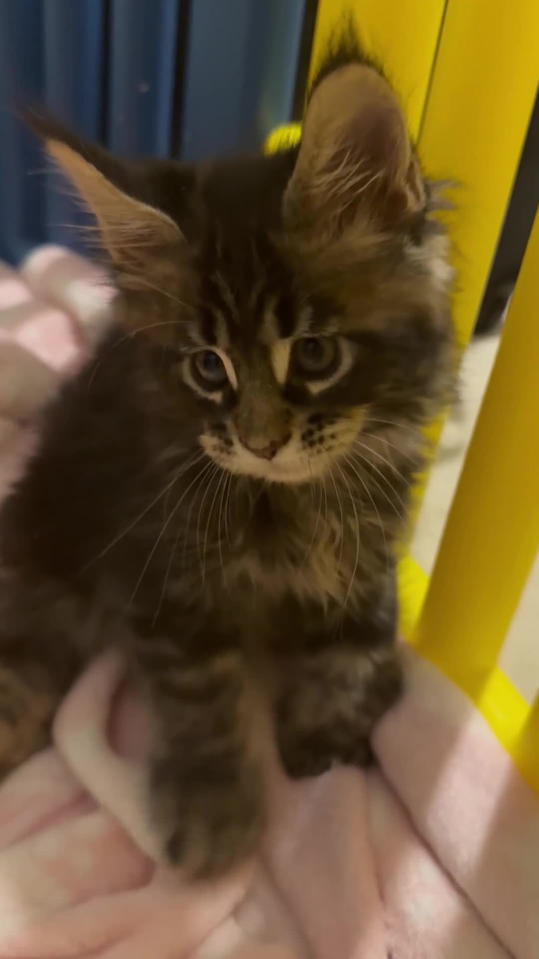 Maine Coon cats for sale: 4 big pure gorgeous Mainecoon boys  - Video 1