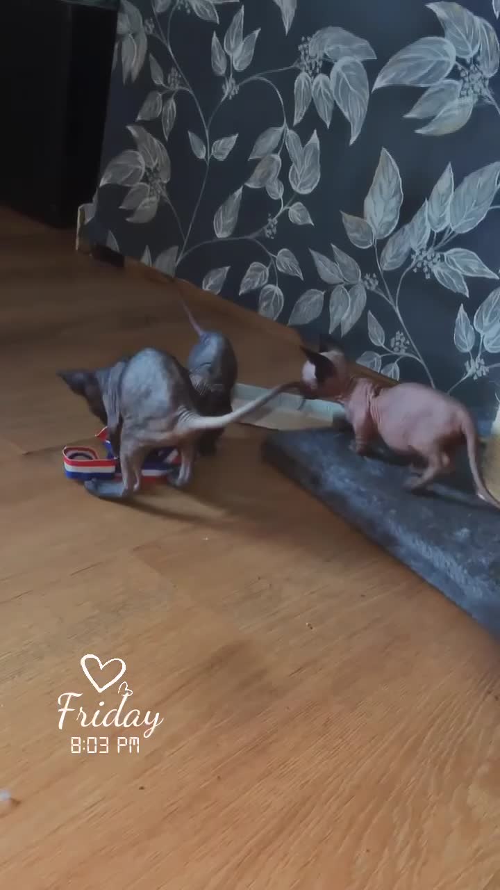 Sphynx cats for sale: Gorgeous Bambino Sphynx  - Video 2