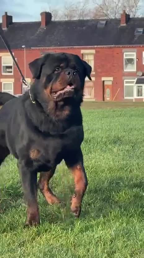 Rottweiler dogs for stud: Top quality health tested kc male German X serbian - Video 2
