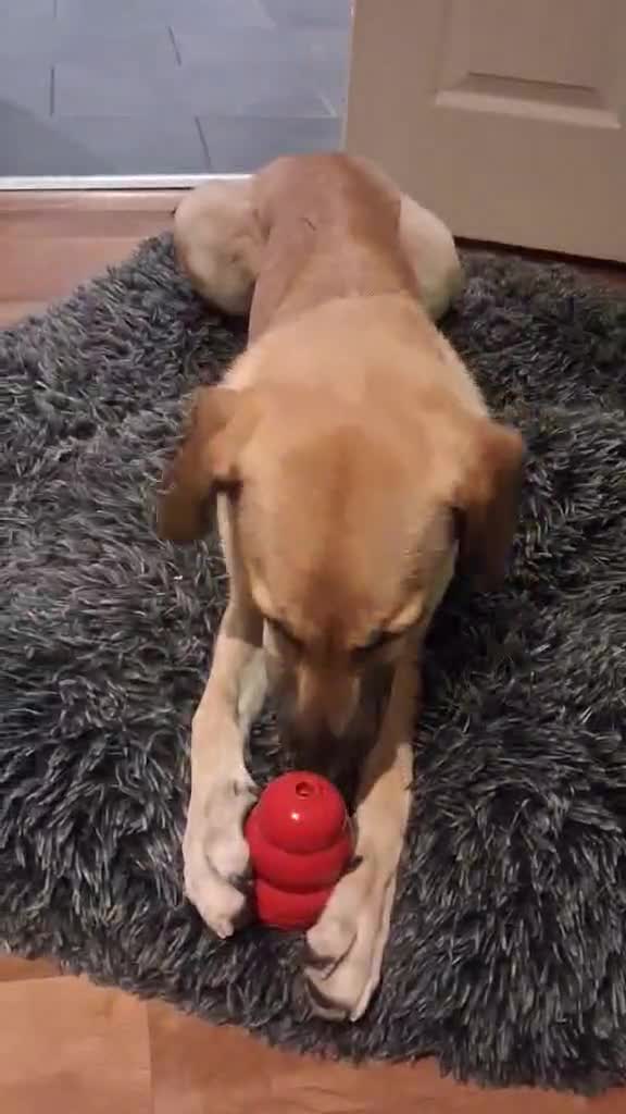 Mixed Breed dogs for adoption: Sallie – 10 months old, Female, Mixed Breed Pup - Video 3