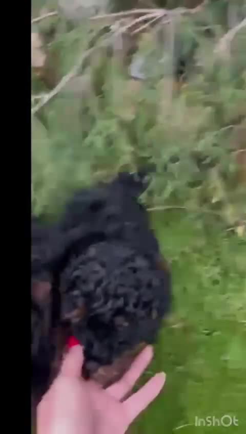 Toy Poodle dogs for sale: Beautiful Toy Poodle Puppies for Sale - Video 1