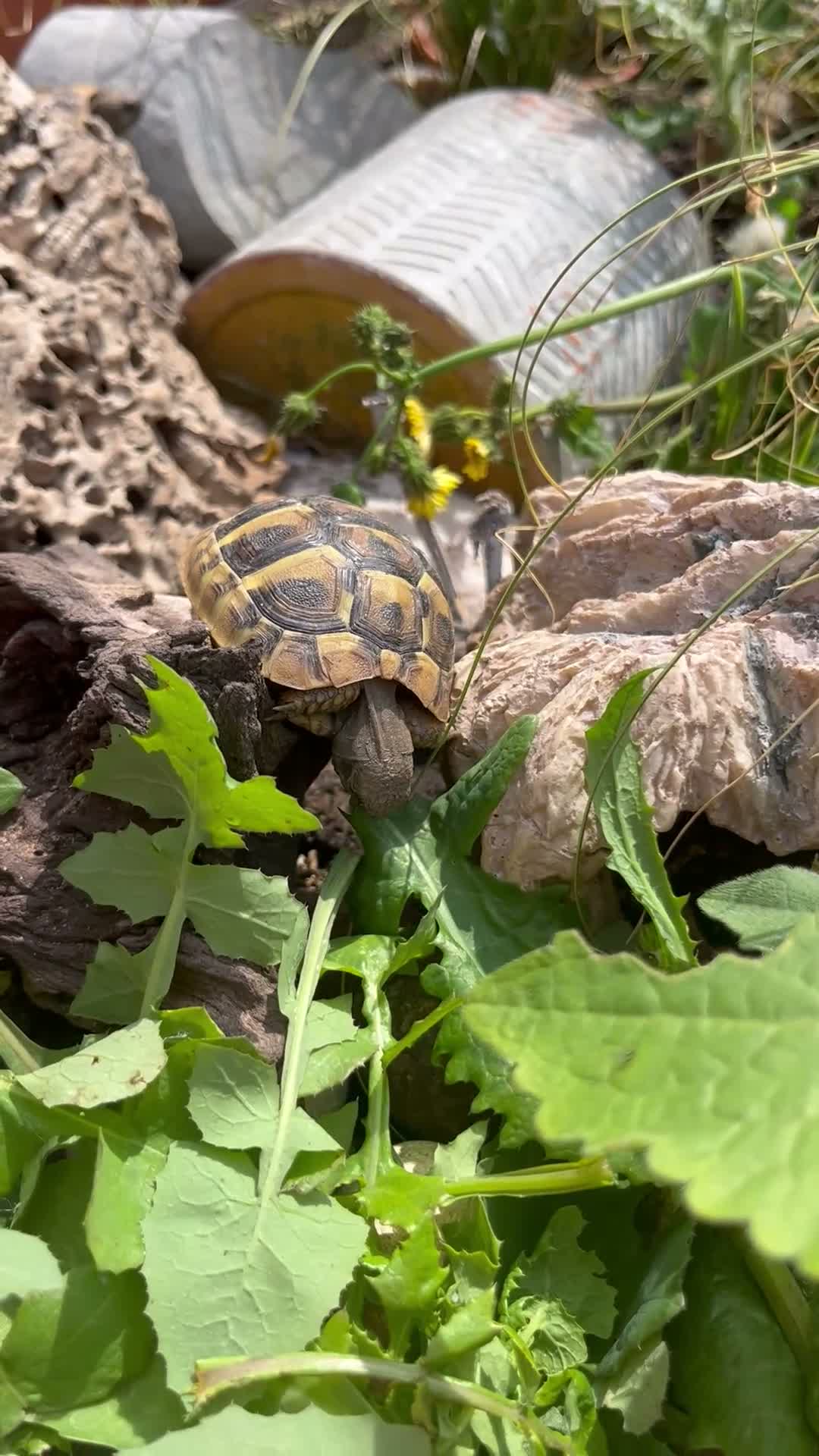 Hermann Tortoise reptiles for sale: Year old hermanns tortoises - Video 1