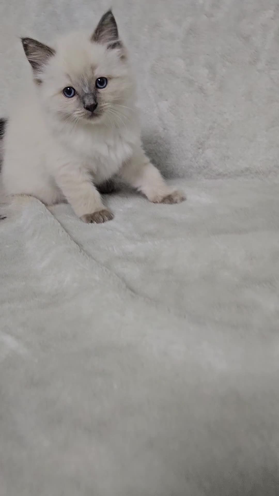 Ragdoll cats for sale: Stunning Ragdoll Kittens Available - Video 1