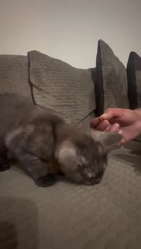 Maine Coon cats for sale: 🖤 Gorgeous 3-Month-Old Maine Coon Girl 🖤 - Video 1