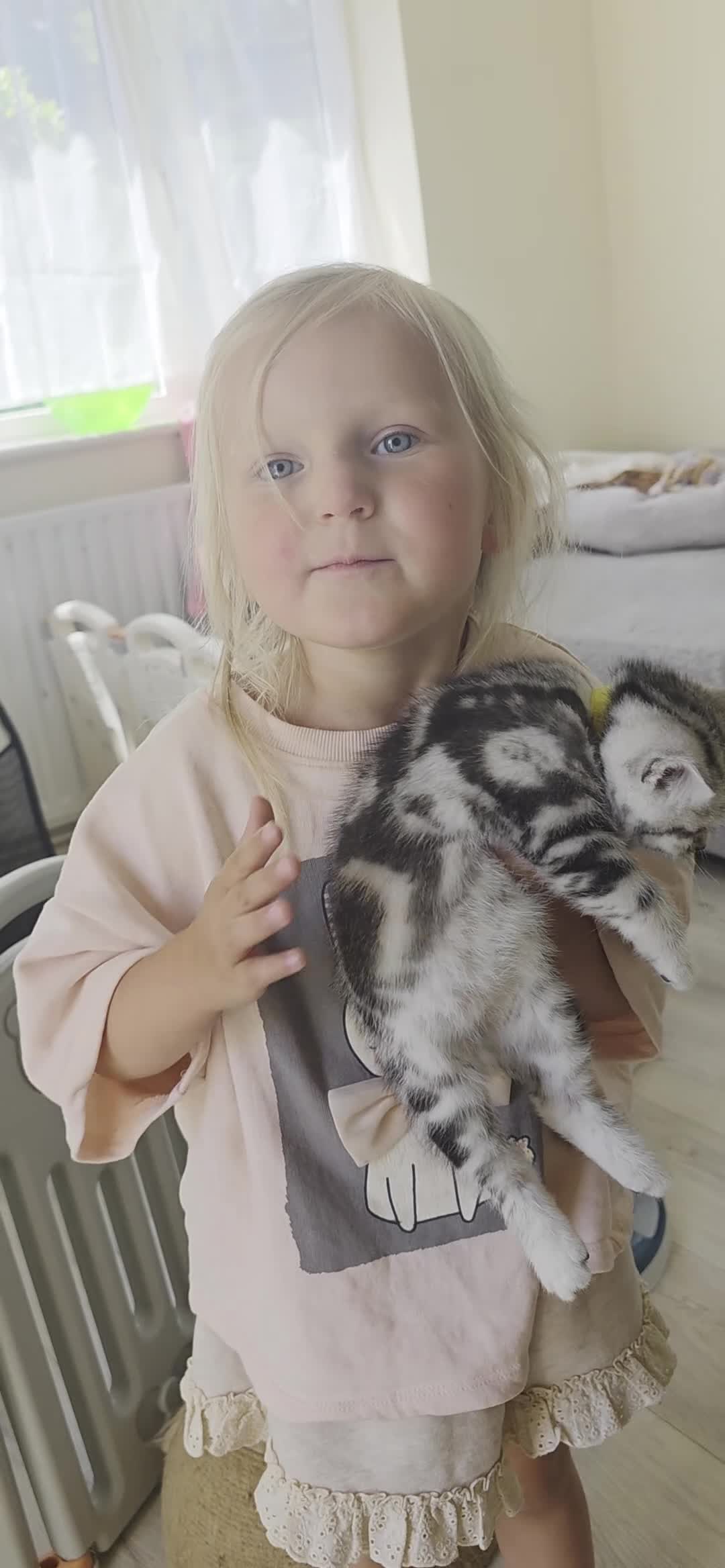 British Shorthair cats for sale: Silver Tabby Kittens, Rare GCCF Show Quality.  - Video 3