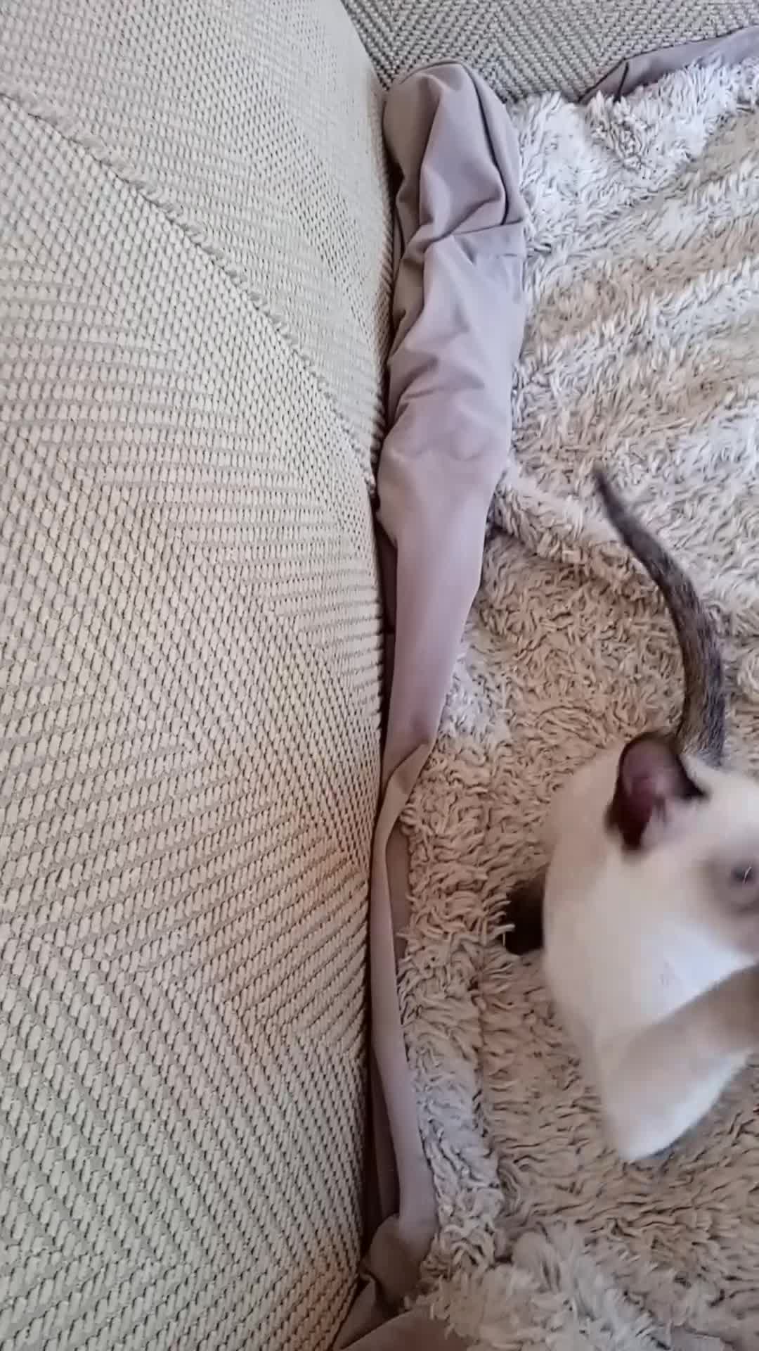 Siamese cats for sale: Traditional Siamese boy kitten - Video 1