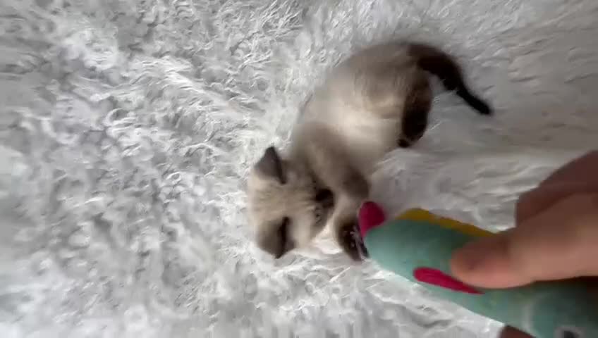 British Shorthair cats for sale: 💙 2 handsome  GCCF British Sorthair 💙 - Video 1