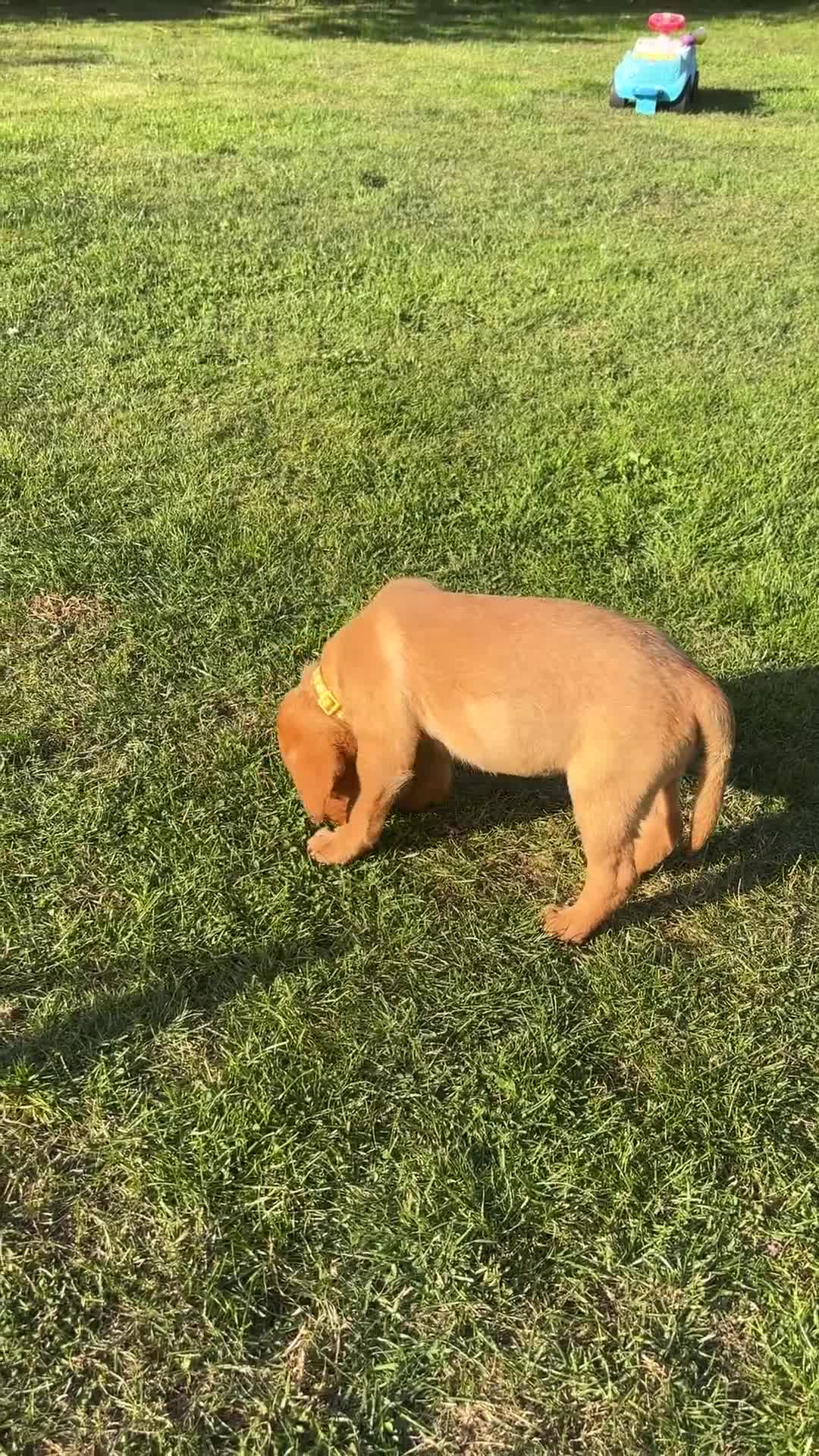 Labrador Retriever dogs for sale: KC registered Fox Red Labrador Puppies - Video 1