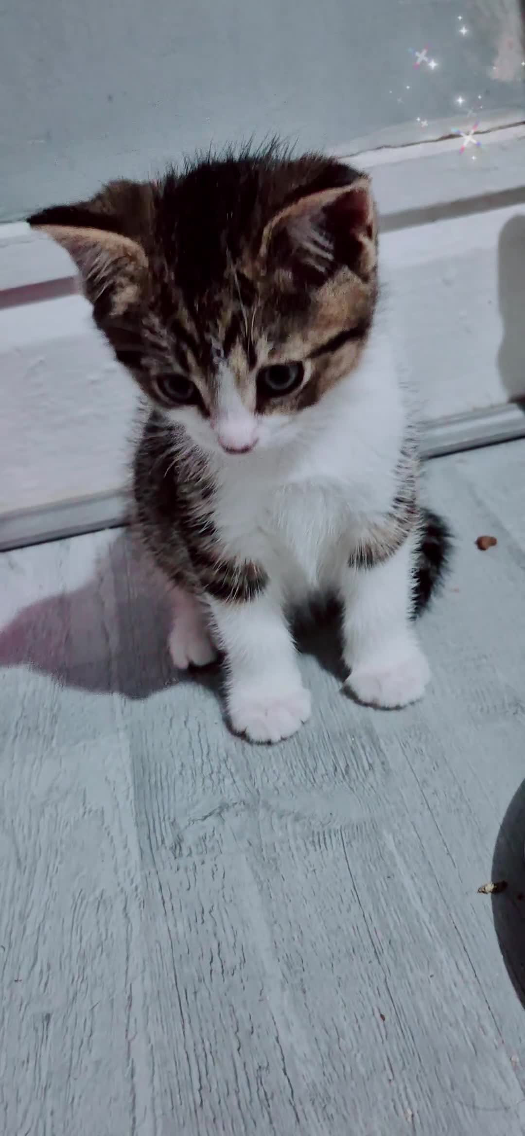 Mixed Breed cats for sale: BEAUTIFUL Kittens Looking forever home - Video 1