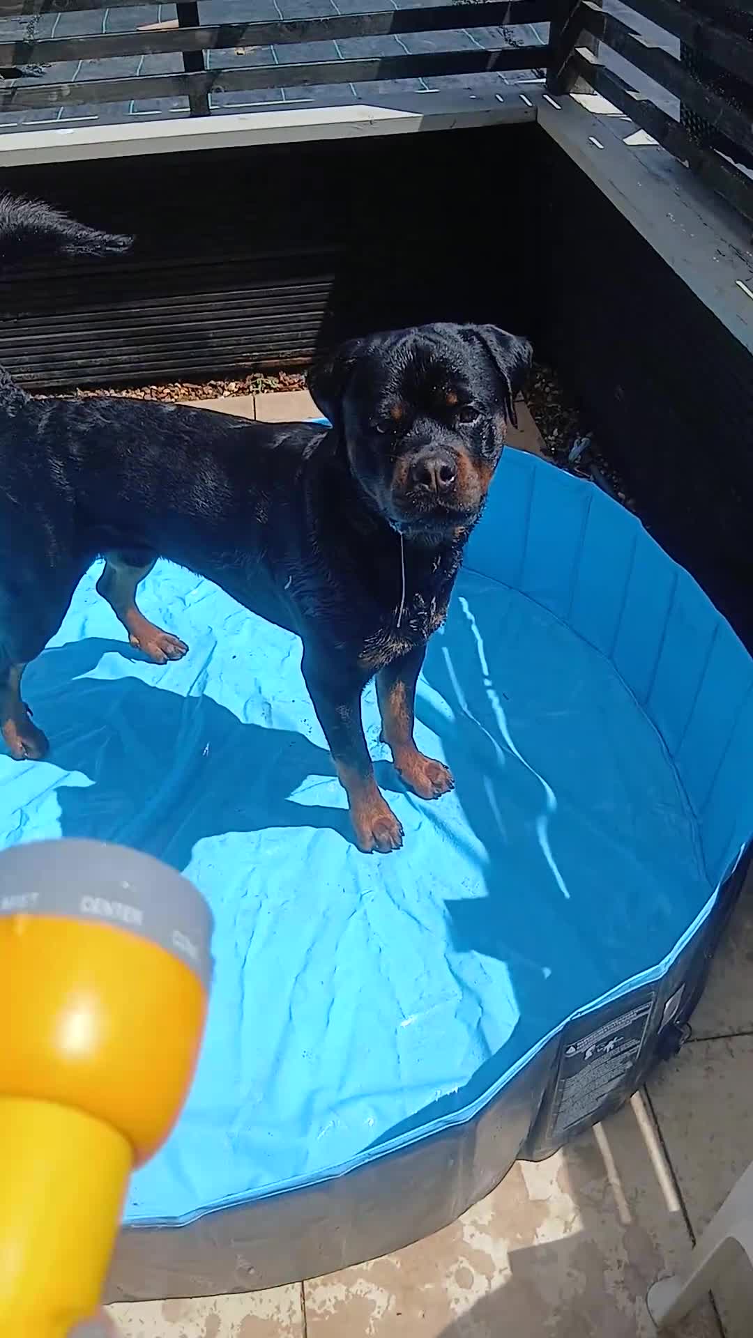 Rottweiler dogs for sale: 2 year old Rottweiler male, Rambo - Video 2