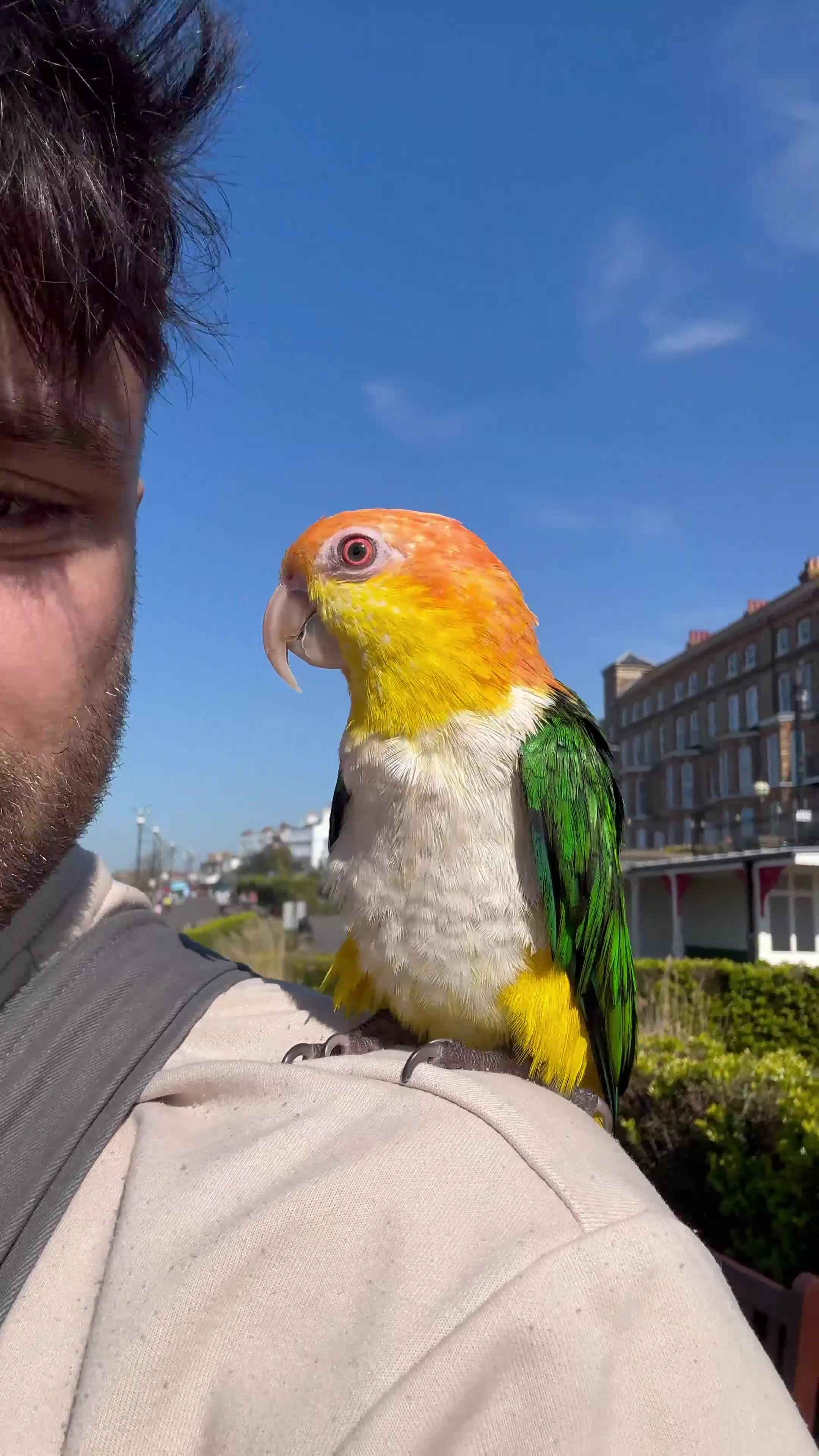 Parrots birds for sale: Caique (Orange-Headed) Parrot - Video 2