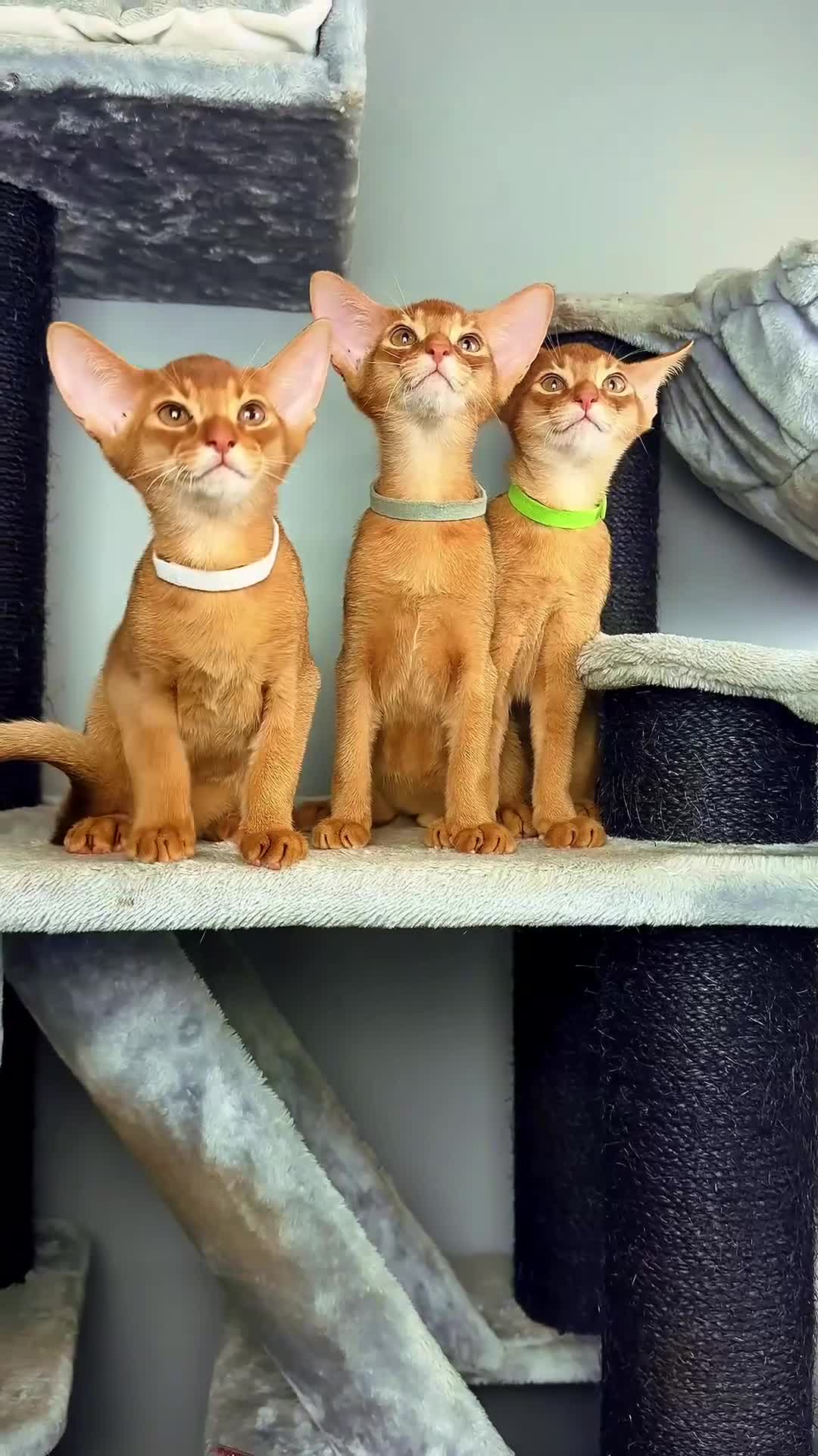 Abyssinian cats for sale: Stunning sorrel and usual Abyssinian kittens  - Video 1
