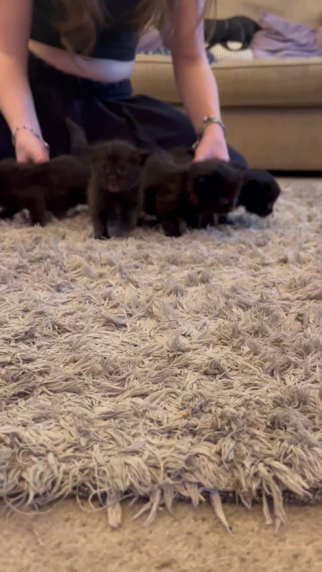 Mixed Breed cats for sale: Ragdoll cross babies fluffy babies  - Video 1