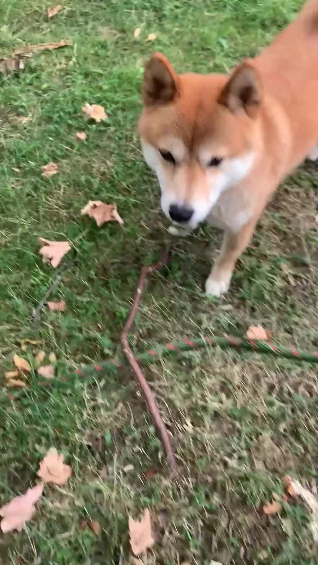 Japanese Shiba Inu dogs for sale: Japanese Shiba inu - Video 1