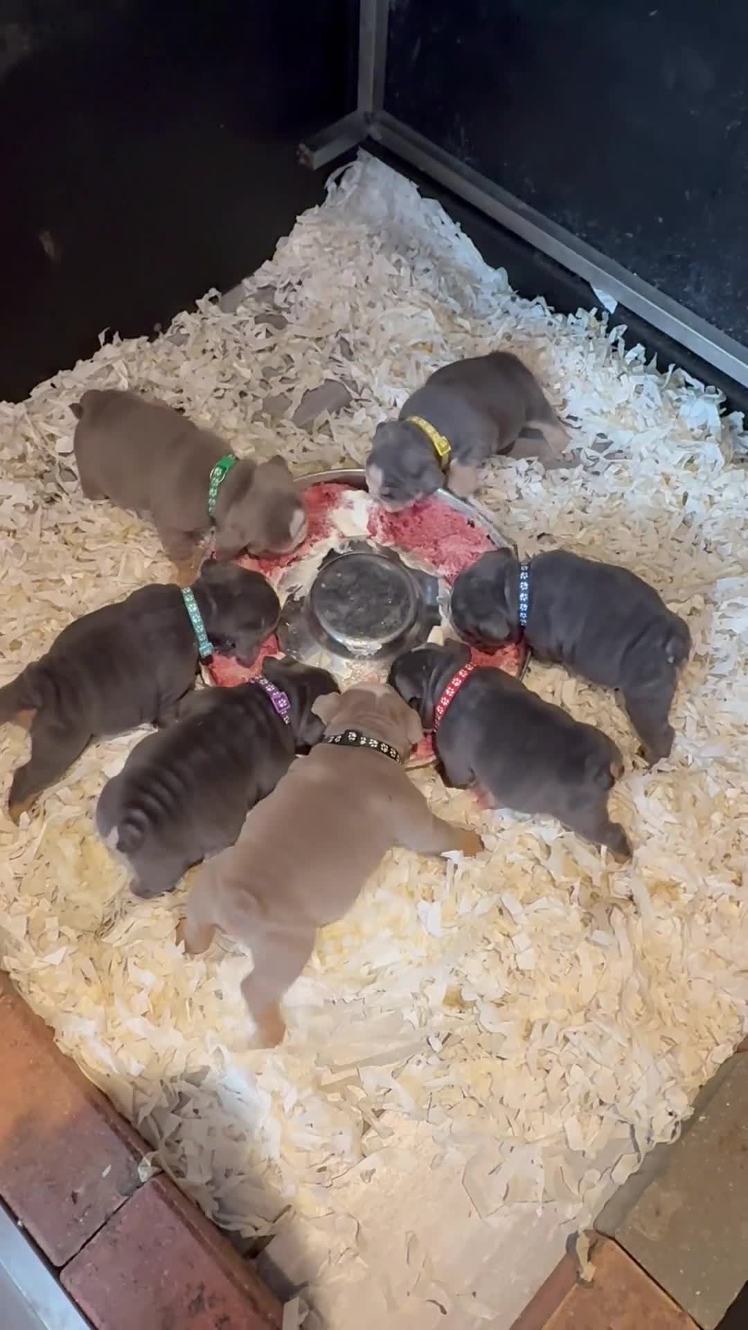 English Bulldog dogs for sale: English Bulldog Puppies  - Video 3