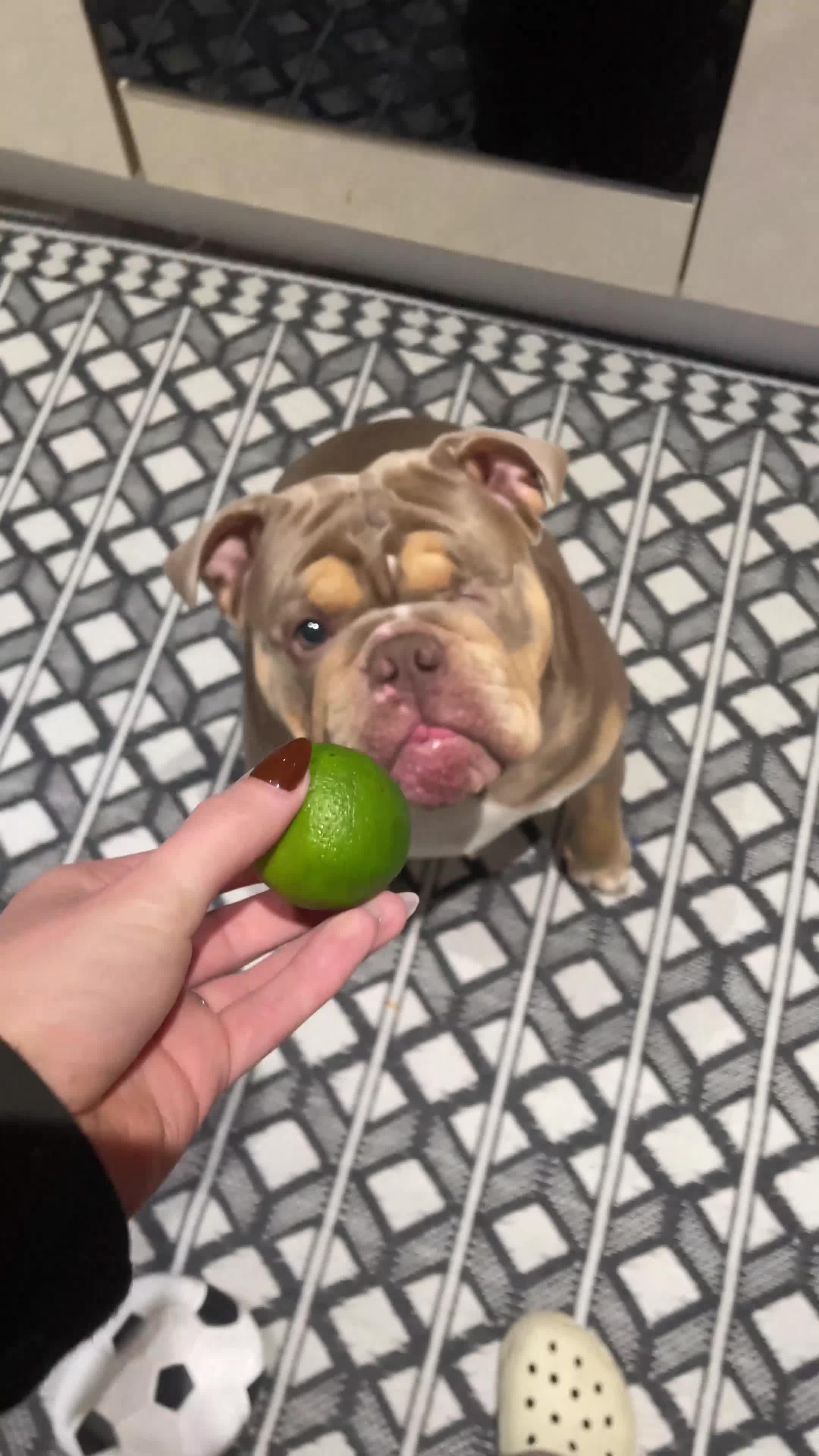 English Bulldog dogs for sale: Lilac & Tan English Bulldog 3 Yr Old MALE - Video 2