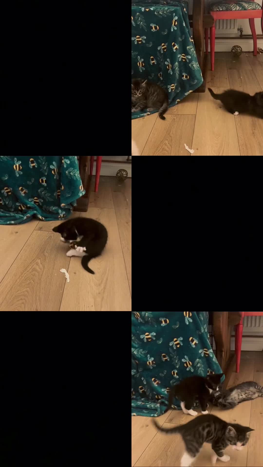 Ragcoon cats for sale: Ragcoons!  in Shepton Mallet - Video 5