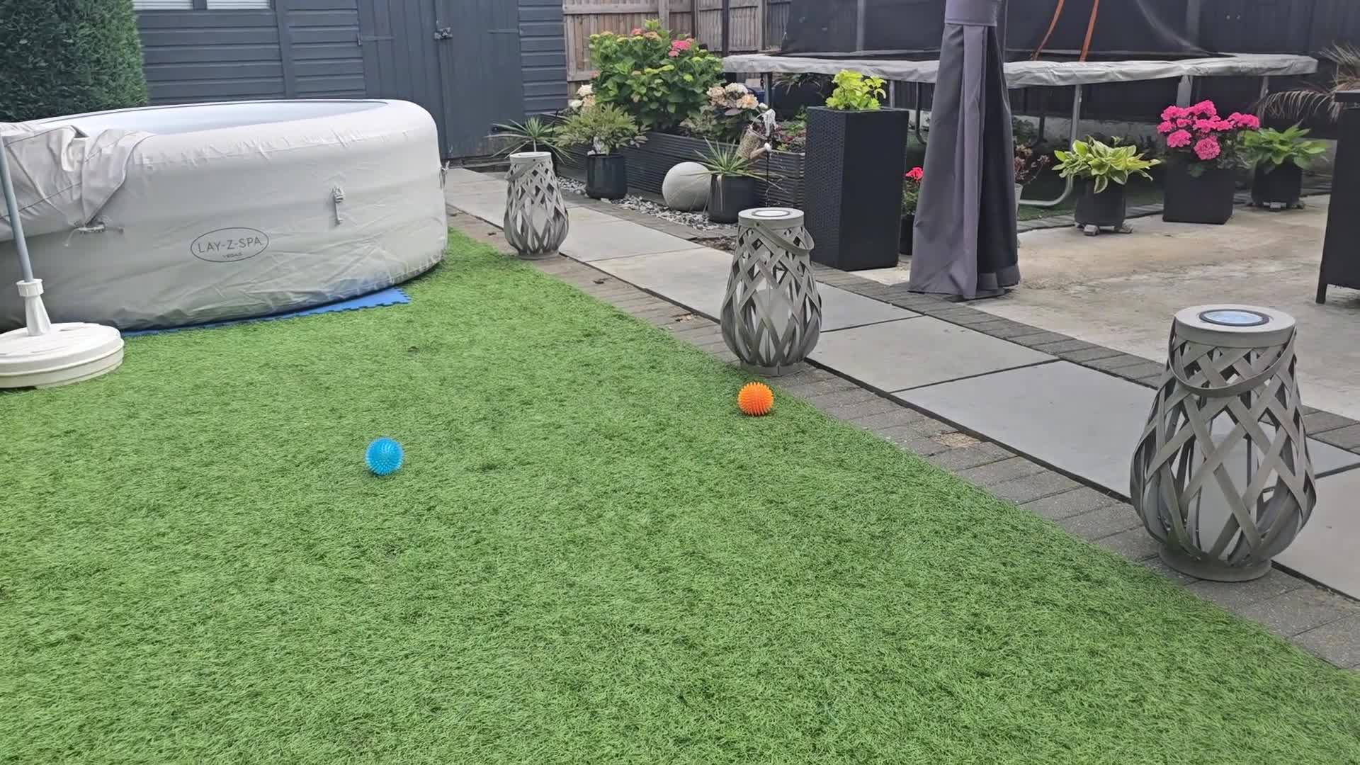 Maltese dogs for sale: Adorable Maltese Puppies for Sale - Video 3