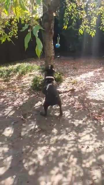 Boxer dogs for sale: Boxer Girl looking for new home - Video 1