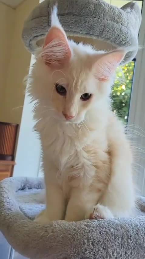 Maine Coon cats for sale: Maine Coon kittens - Video 3