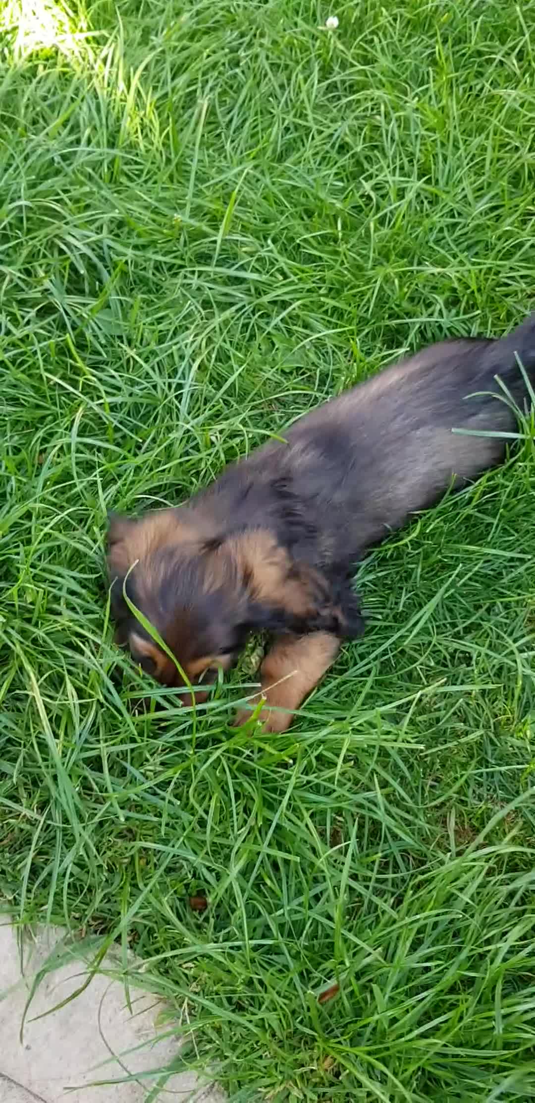 Miniature Dachshund dogs for sale: Miniature longhaired Dashchounds  - Video 2
