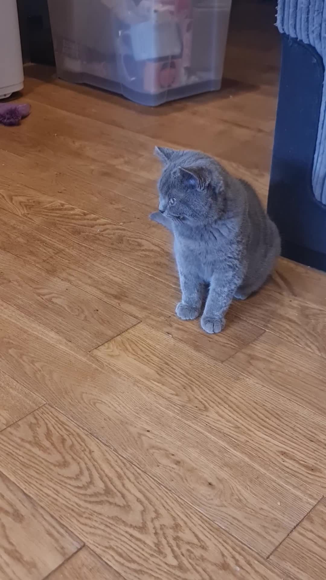 Scottish Fold cats for sale: Stunning kitten for rehomeing  - Video 4