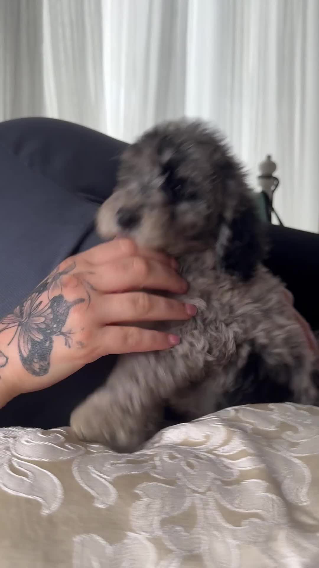 Sheepadoodle dogs for sale: Mini Sheepadoodle reduced **2 remaining  - Video 2